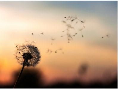 Top 5 Mindfulness Retreats Top 5 Mindfulness Retreats