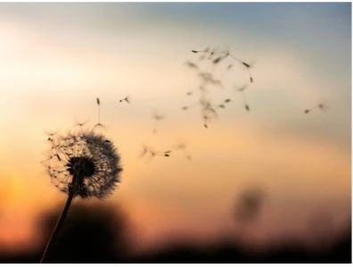 Image for Top Mindfulness Retreats