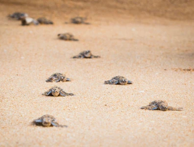 Image for Top 5 Sustainable Wellbeing Retreats for 2020