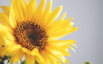 Why Sunbathing is Good For You