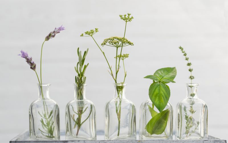 The Benefits of Phytotherapy (wellbeing through plants) from Dr Barbieri Wellbeing through plants from Dr Barbieri