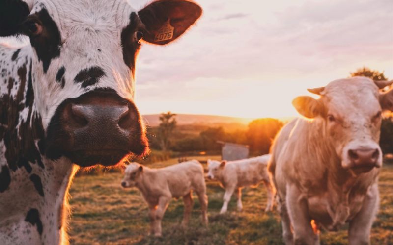 Milk - friend or foe? Milk - friend or foe?