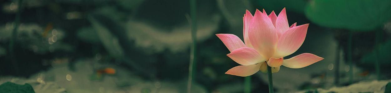 Stress management Retreats | Wellbeing Escapes