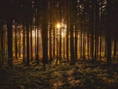 Sunset casting warm light through trees in a forest, evoking reconnecting with nature