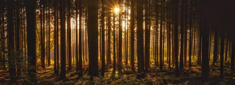 Sunset casting warm light through trees in a forest, evoking reconnecting with nature