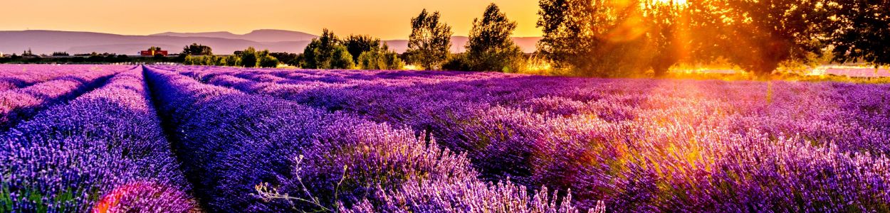 France France