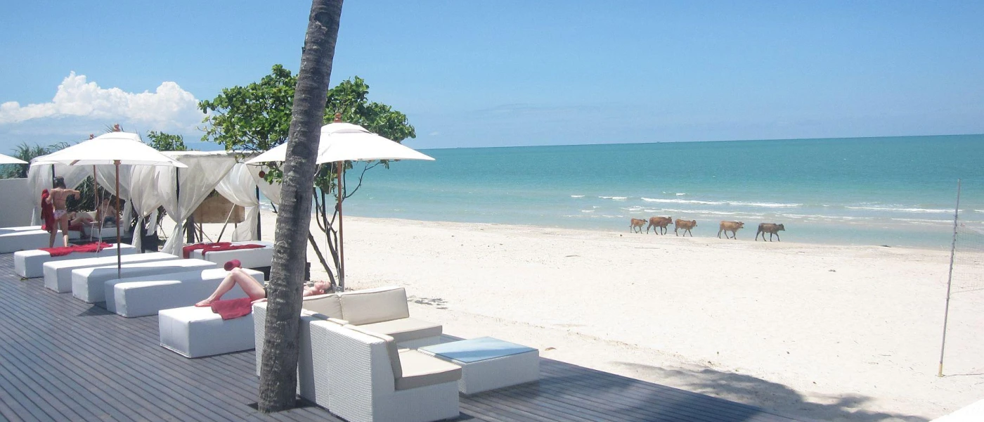 White sands and blue seas on Nadan Beach, lined with white loungers and palm trees with a herd of cows walking along the shoreline