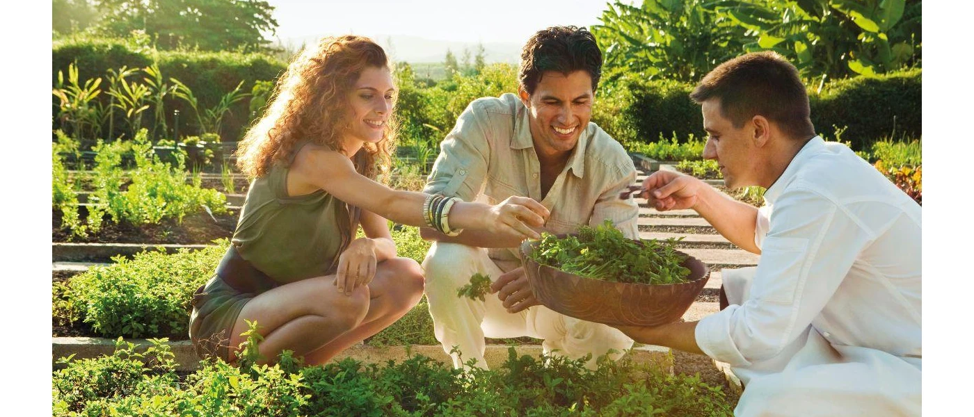 Man and woman with a staff member in white, picking herbs from a garden