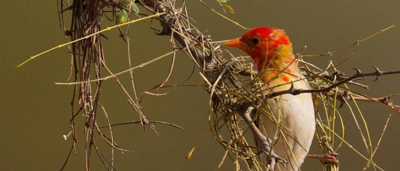 Bird with a bright yellow and red head pecking on a branch in the reserve wilderness