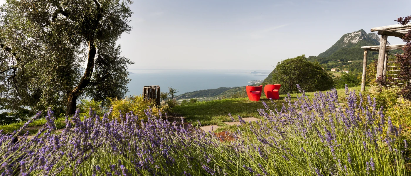 Field of trees and wildflowers facing the lake and mountains in Lake Garda Garda