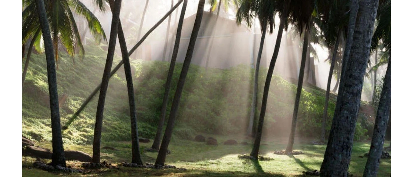 Coconut grove with sun rays peeking down through the greenery