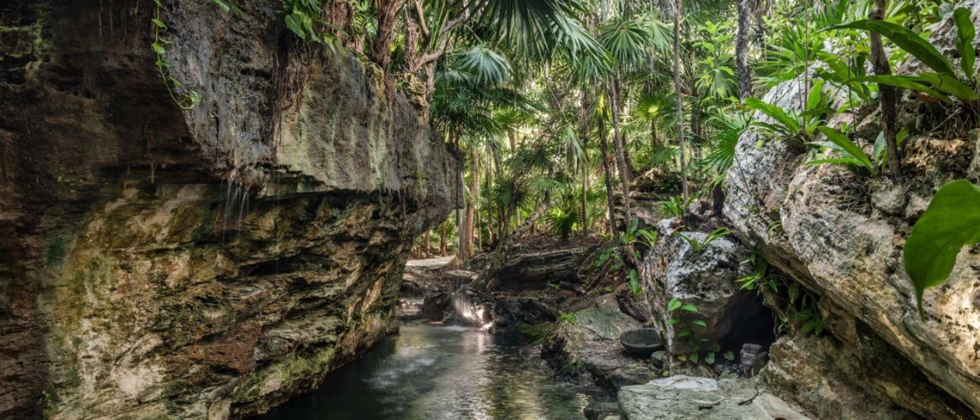 A stream and rockery shrouded in tropical jungle greenery