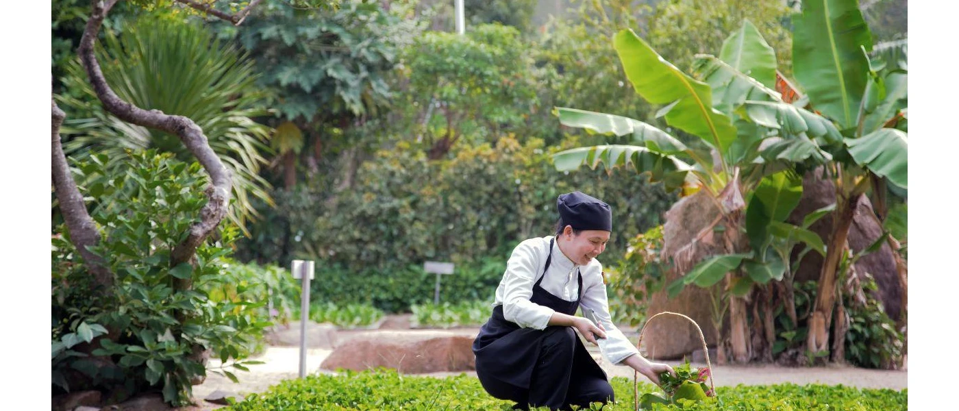 Chef in a black hat and apron picks herbs from a tropical kitchen garden
