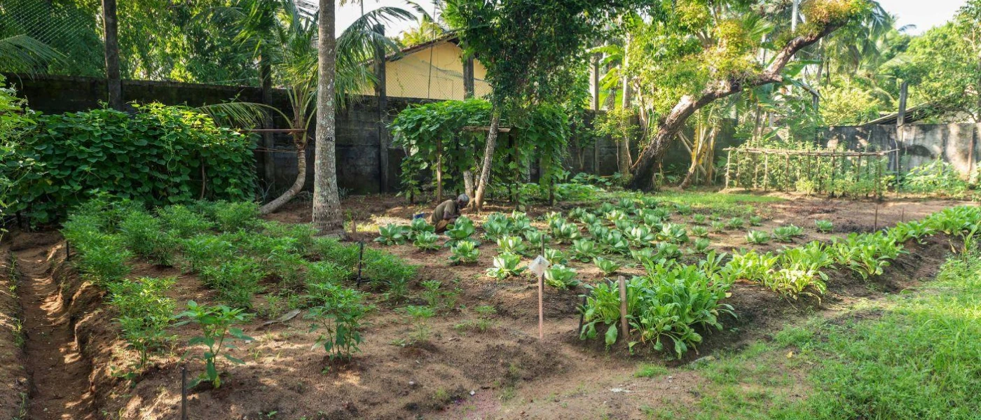 Man picks herbs in an organic kitchen garden