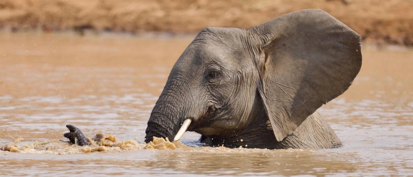 Elephant bathing in a waterhole 