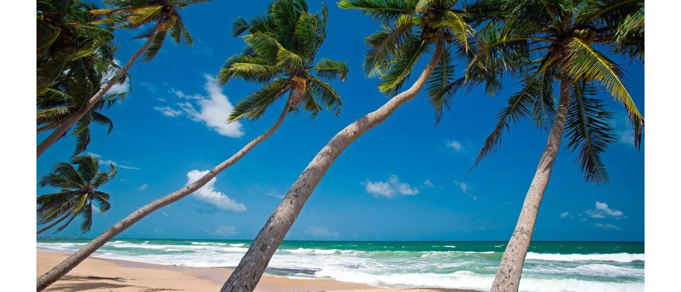 Sloping palm trees over a golden sandy beached lapped by waves under a blue sky