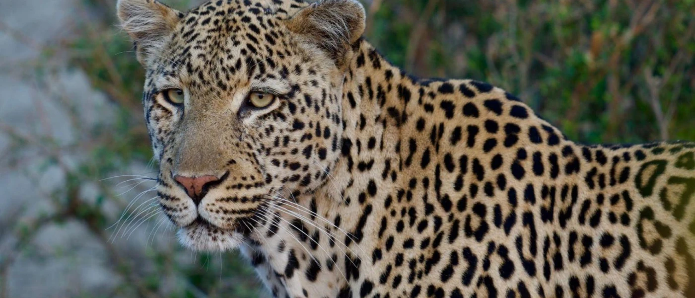 Up-close of a cheetah in the reserve wilderness