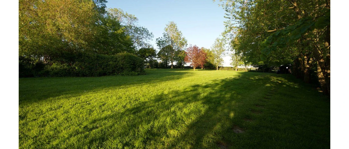 Sunny field edged by trees and shrubs
