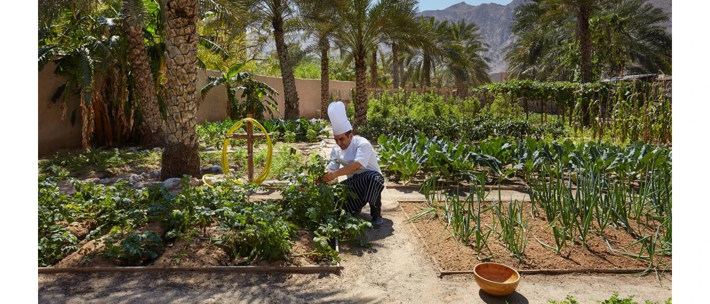 A chef in uniform picking ingredients from a lush garden