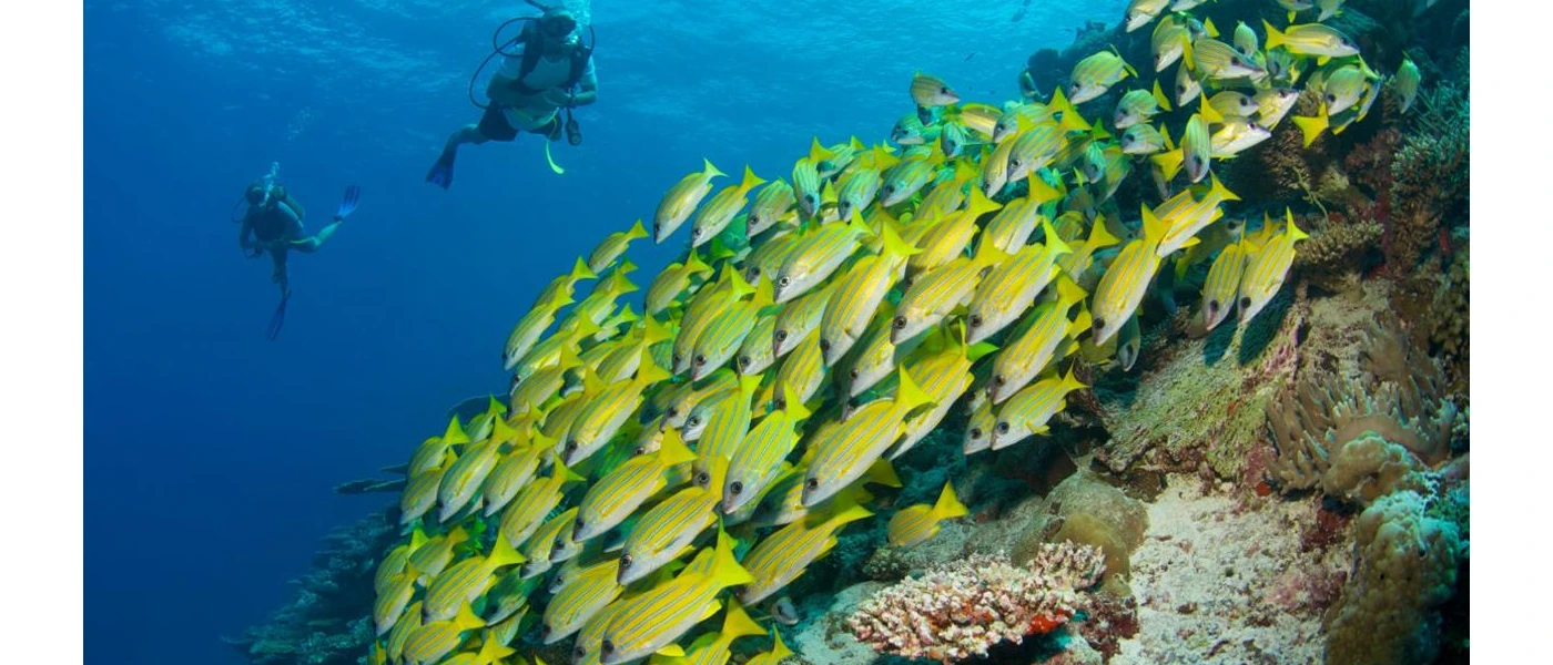 Two divers underwater observe a shoal of yellow fish