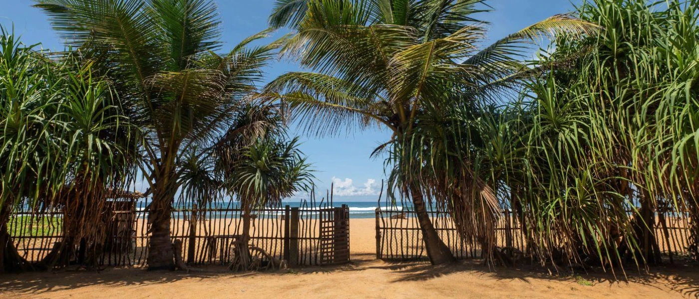 Golden sands, palm trees and a blue sky with the ocean in the background