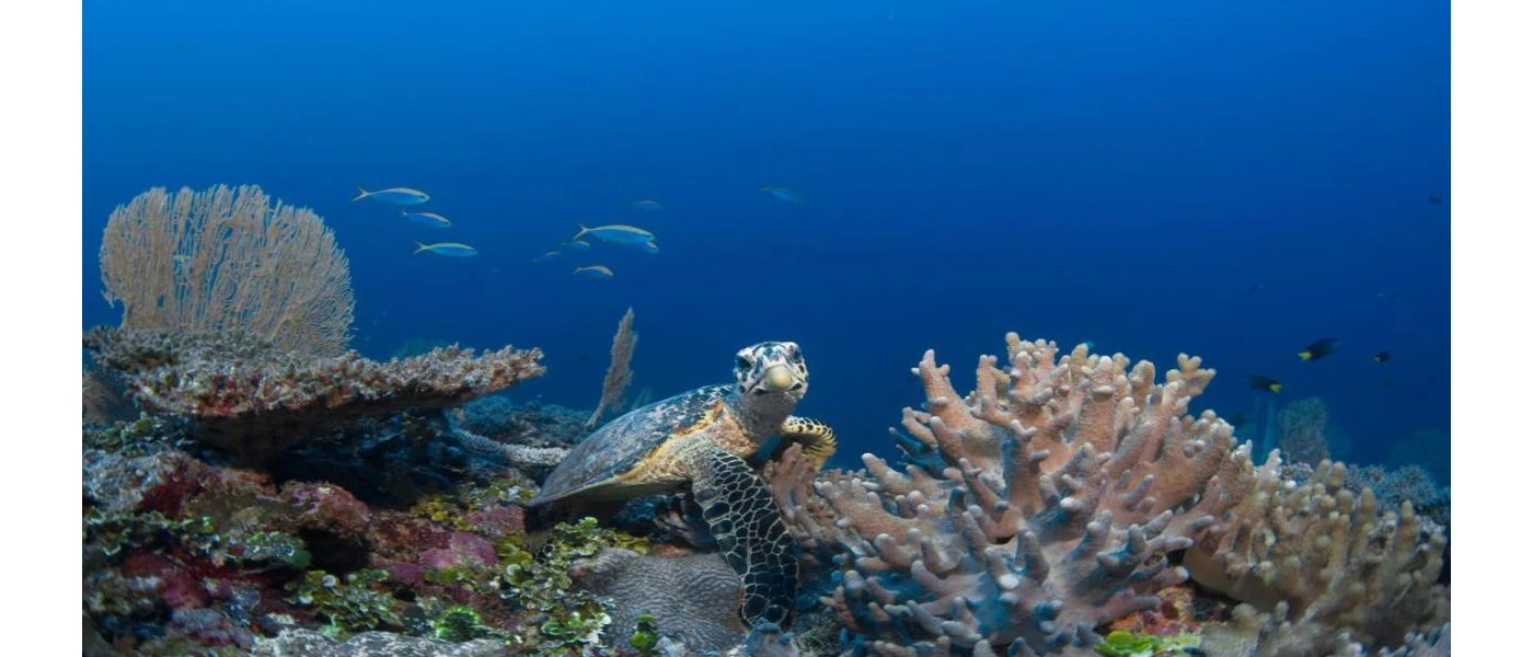 Sea turtle swimming through a coral reef on the sea floor