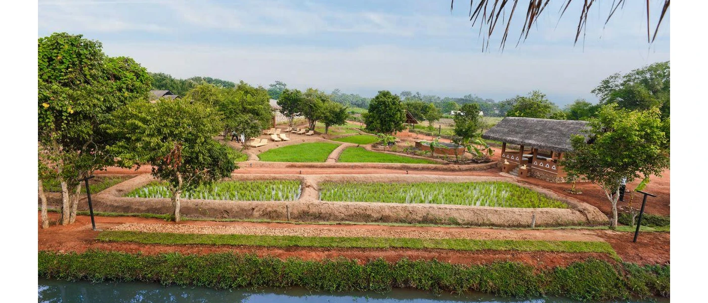 Thatched-roof pavilion, lawns and surrounding trees, with white loungers in the background