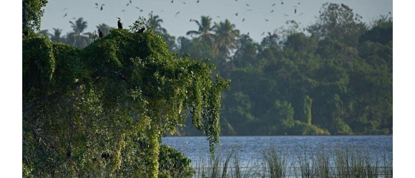 Birds flying above the ocean and surrounding tropical vegetation