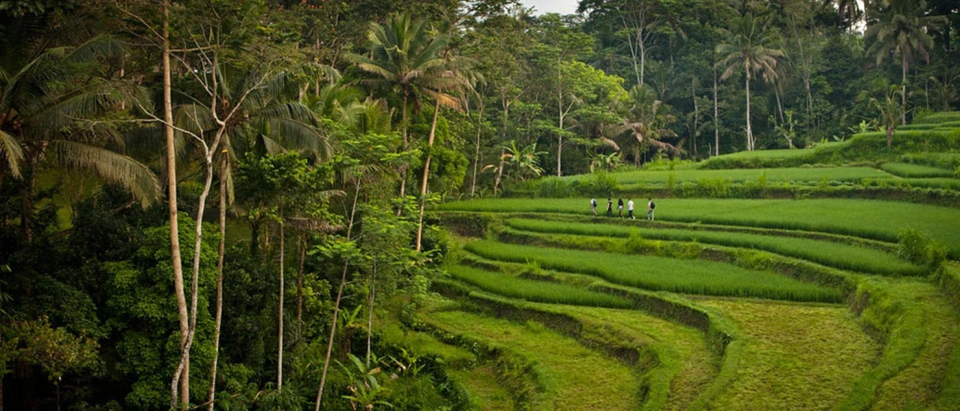 A terraced green field surrounded by trees