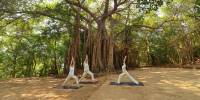 Group in light, loose fitting clothes in a yoga class under an big bodhi tree