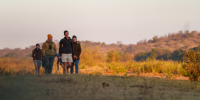 Group in safari attire walk through the African wilderness as the sun dips 