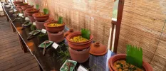 Terracotta bowls lined up on a long table, filled with curries and fronted by labels 
