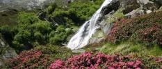 Waterfall cascades down a lush hillside cloaked in pink flowers