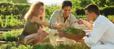 Man and woman with a staff member in white, picking herbs from a garden