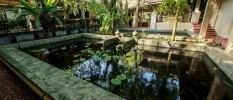Pond with lily pads in a stone courtyard filled with trees