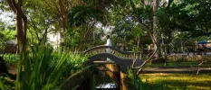 Man in white walks across a bridge over a steam surrounded by tropical gardens