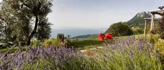 Field of trees and wildflowers facing the lake and mountains in Lake Garda Garda