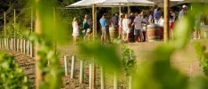 Group in summer clothes including hats and shorts socialise under white parasols among greenery