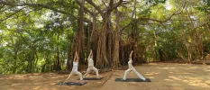 Group in light, loose fitting clothes in a yoga class under an big bodhi tree