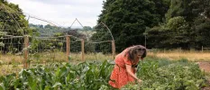 Lady in a red dress picking ingredients in a garden