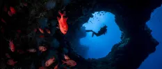 Scuba diver underwater among rocks and orange fish