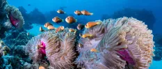 Underwater reef with pink coral and orange fish swimming in clear waters