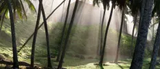 Coconut grove with sun rays peeking down through the greenery