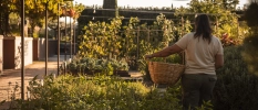 Lady walking in a garden with a huge basket collecting plants and vegetables 