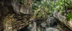 A stream and rockery shrouded in tropical jungle greenery