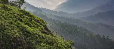 Forest-cloaked hills on the outskirts of Kerala, India