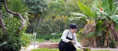 Chef in a black hat and apron picks herbs from a tropical kitchen garden