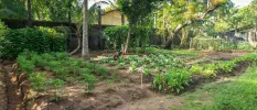 Man picks herbs in an organic kitchen garden