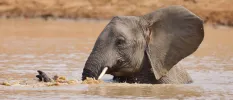 Elephant bathing in a waterhole 