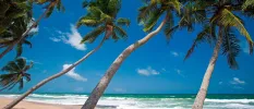 Sloping palm trees over a golden sandy beached lapped by waves under a blue sky